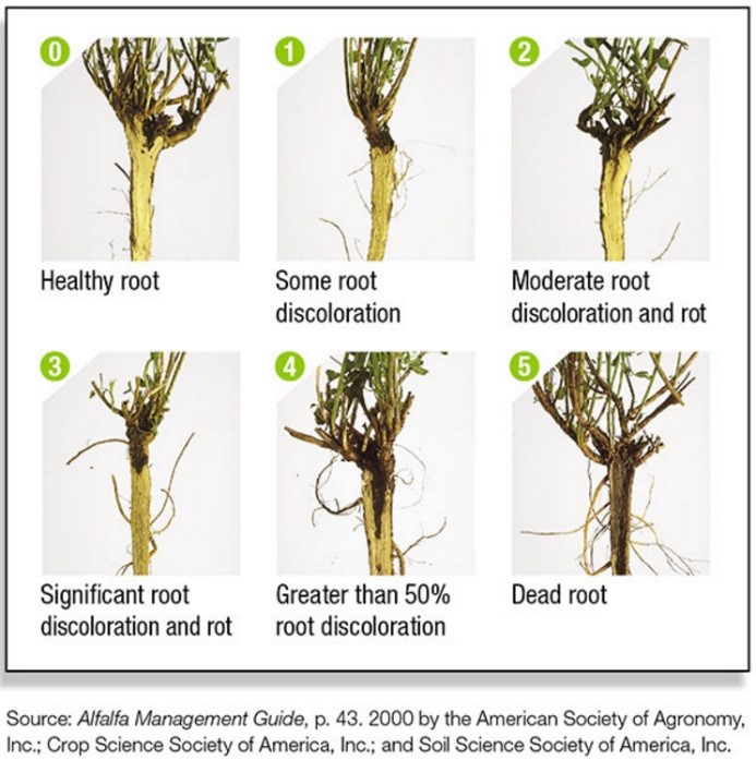 Evaluating alfalfa stands for winter injury Hubbard Feeds